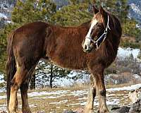 horsemanship-mustang-horse