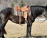 blue-roan-all-around-horse