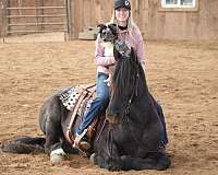 blue-roan-beginner-horse