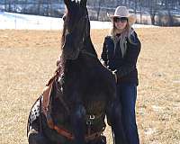 blue-roan-english-pleasure-horse