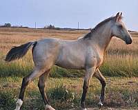 mft-missouri-fox-trotter-horse