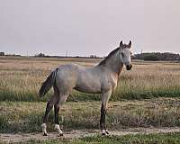 buckskin-filly-missouri-fox-trotter-horse