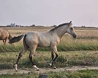 clear-missouri-fox-trotter-horse