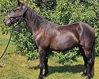 black-crtwh-gelding