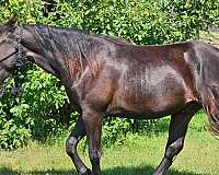 black-crtwh-horse