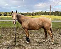 quarter-horse-gelding