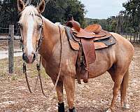 quarter-horse-for-sale