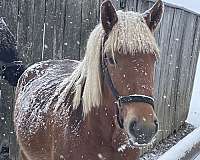 draft-belgian-horse