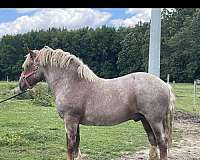 get-mare-pregnant-belgian-horse