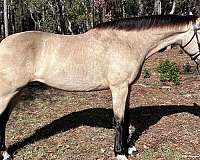 buckskin-l-r-front-pasterns-horse