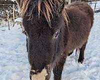 maverick-miniature-horse