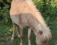 miniature-horse-for-sale