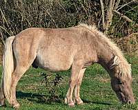 miniature-horse