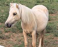 amhr-palomino-mare