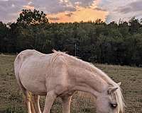 amhr-palomino-horse