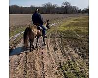 buckskin-na-horse