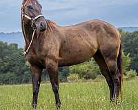 dun-aqha-mare-broodmare