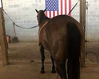 quarter-horse-for-sale