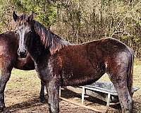 friesian-filly