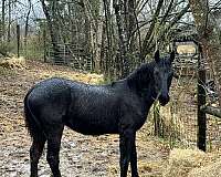 friesian-horse-for-sale