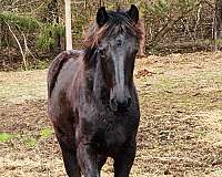 age-friesian-horse