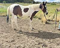 tobiano-bay-white-horse