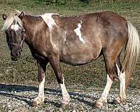 champion-appaloosa-pinto-horse