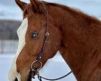 overo-western-dressage-horse