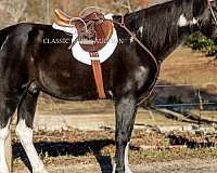 blaze-spotted-saddle-horse