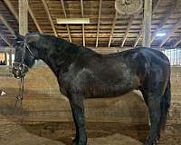 all-around-morgan-horse