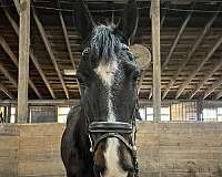 beginner-morgan-horse