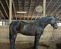 dressage-morgan-horse