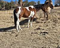 tobiano-horse