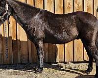 all-around-tennessee-walking-horse