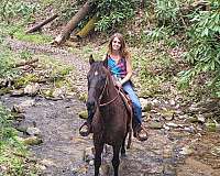 athletic-tennessee-walking-horse