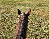 english-pleasure-saddlebred-horse