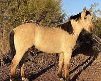 15-hand-quarter-horse-colt