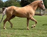 andalusian-horse-for-sale