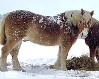 draft-working-belgian-horse