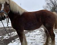 draft-working-gelding