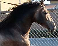 andalusian-horse-for-sale