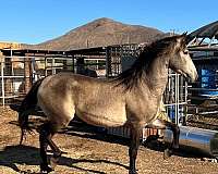 andalusian-horse