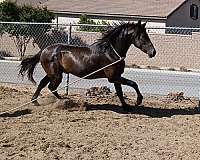 andalusian-horse-for-sale