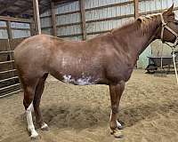 paint-horse-for-sale