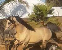 andalusian-horse-for-sale