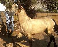 andalusian-stallion