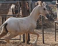 andalusian-horse-for-sale