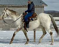 white-spotted-horse