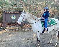 lesson-appaloosa-horse