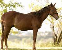 athletic-quarter-horse